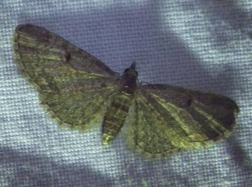 Eupithecia sp.